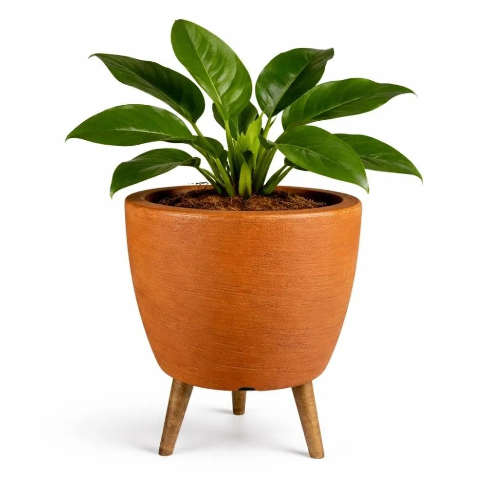 Vaso Linha Berlim com Tripé