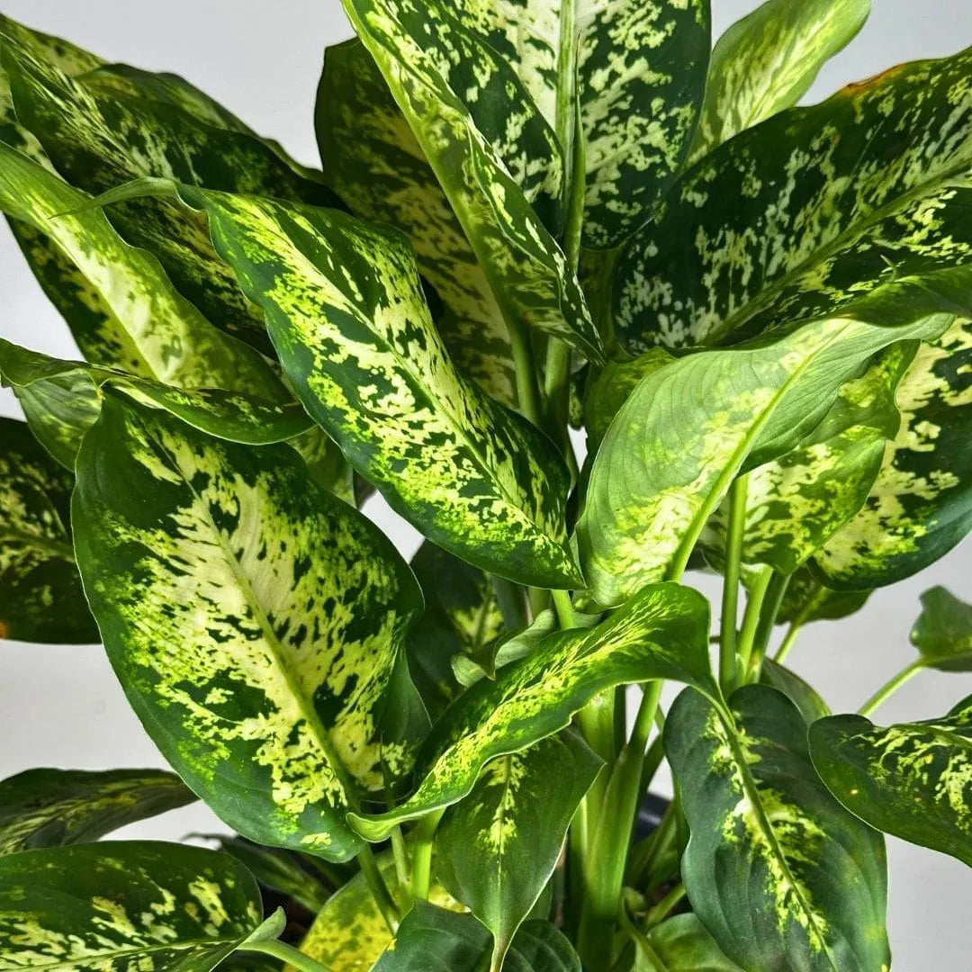 Muda Comigo-Ninguém-Pode (Dieffenbachia sp.)