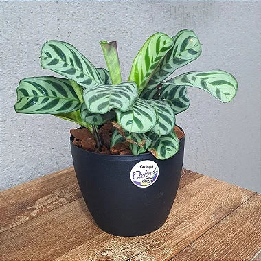 Vaso Cachepot Redondo em Polipropileno 15x12,5cm