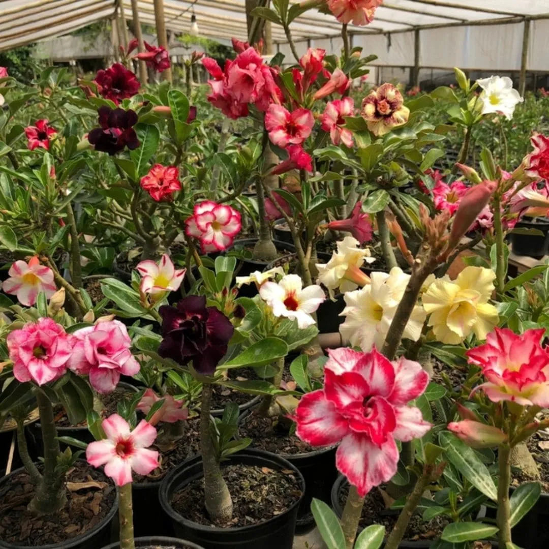 Muda Rosa do Deserto (Adenium obesum) - Cores Sortidas