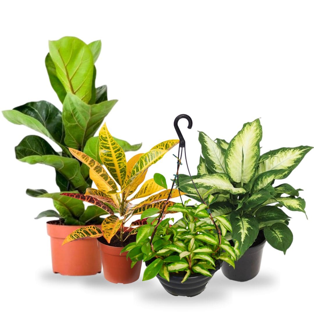 Kit de Planta Natural com 4 Mudas para Decoração Interna