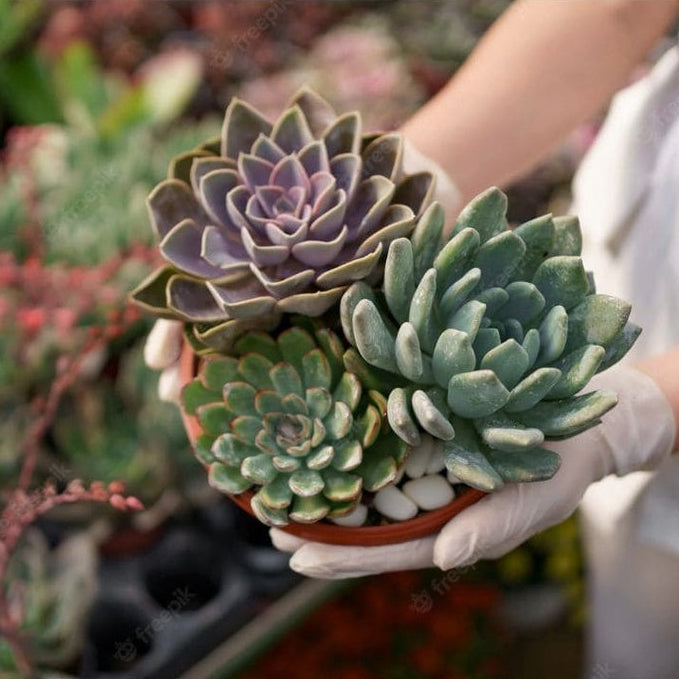 Forth Adubo Orgânico para Suculentas 60ml