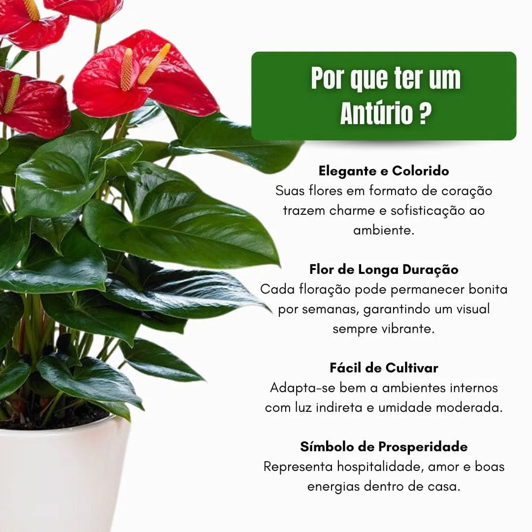 Muda de Antúrio (Anthurium andraeanum)