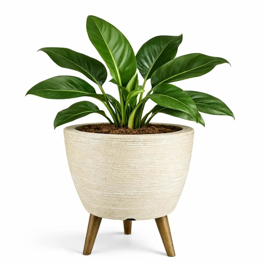 Vaso Linha Berlim com Tripé