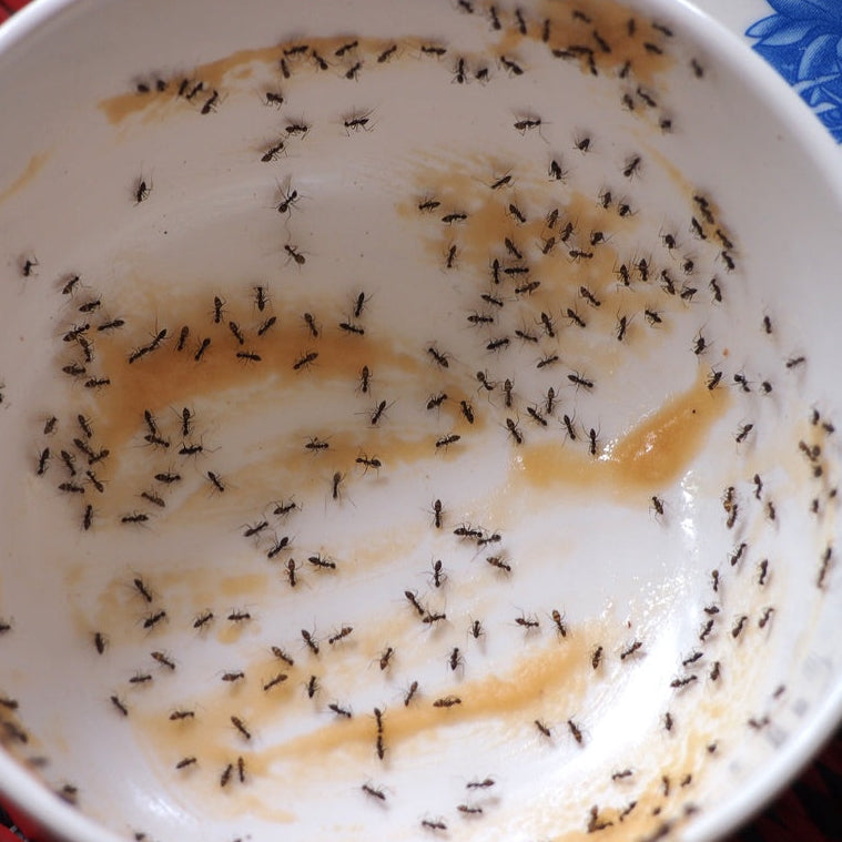 Inseticida Formicida Forth em Gel 10g