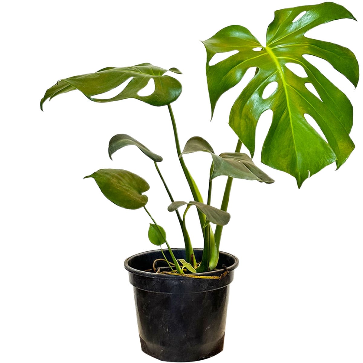Muda Costela de Adão (Monstera deliciosa)