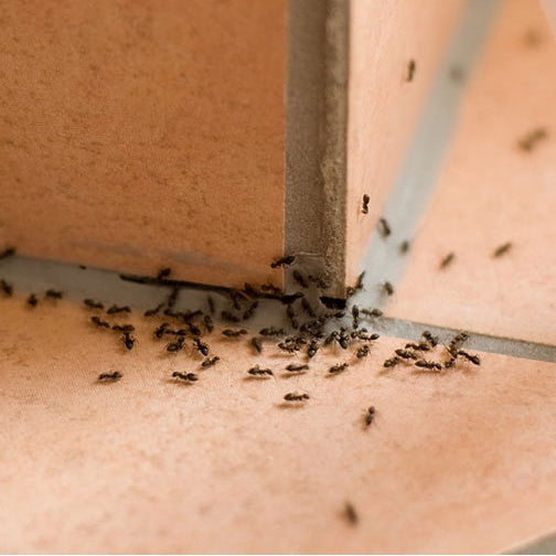 Inseticida Formicida Forth em Gel 10g