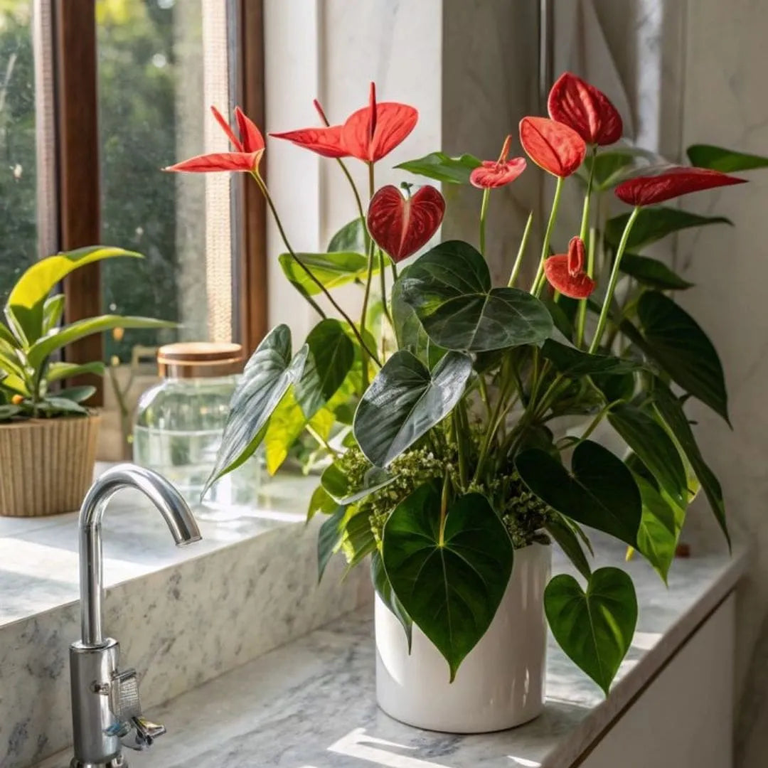 Muda de Antúrio (Anthurium andraeanum)