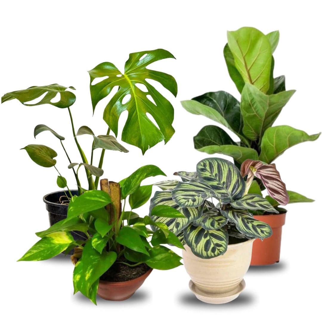Kit de Planta Natural com 4 Mudas para Decoração Interna