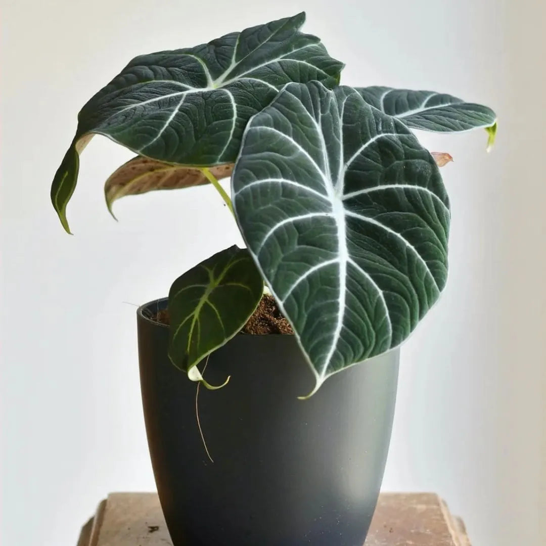 Muda Alocasia Black Velvet (Alocasia reginula)