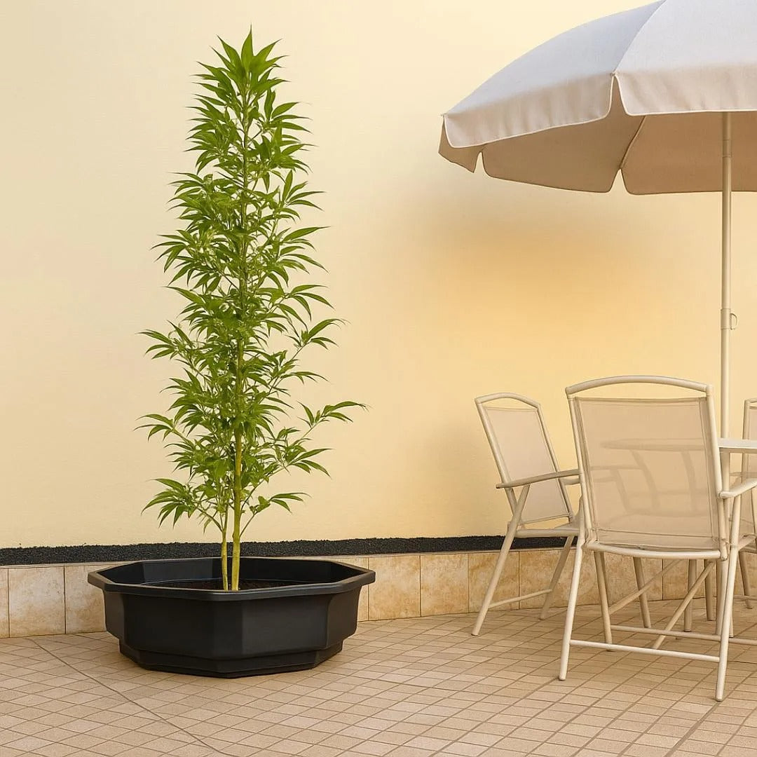 Vaso Bacia Oitavado Siena em Polietileno