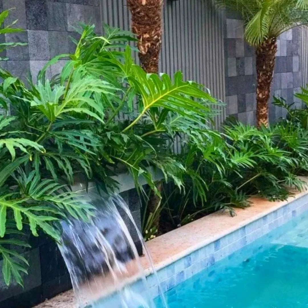 Muda de Guaimbê (Philodendron bipinnatifidum)