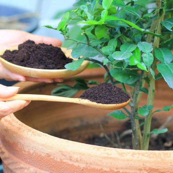 Kit Completo para Horta Caseira - Mesa Horta com 1 Vaso