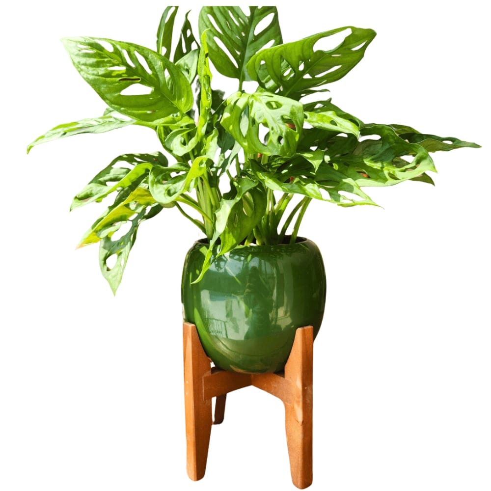 Vaso Cachepot em Porcelana com Tripé de Madeira