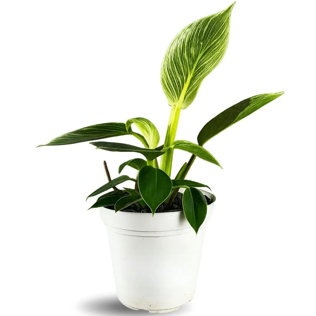 Muda de Philodendron Birkin