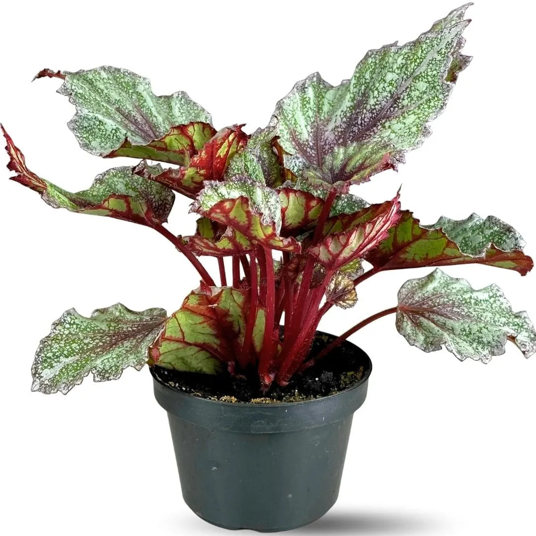 Muda Begônia Rex - Pote 12