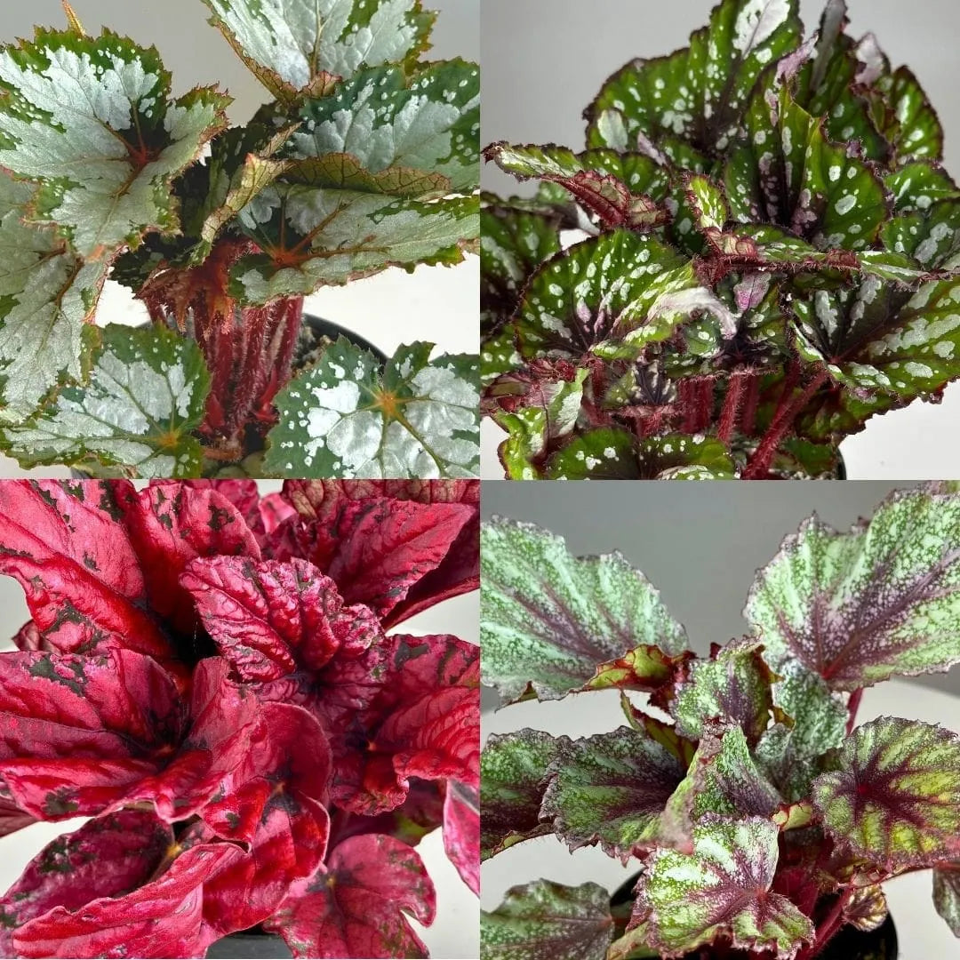 Muda Begônia Rex - Pote 12