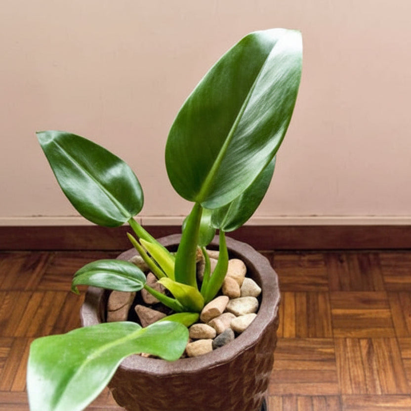 Muda Pacová (Philodendron martianum)