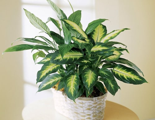 Kit de Planta Natural com 4 Mudas para Decoração Interna