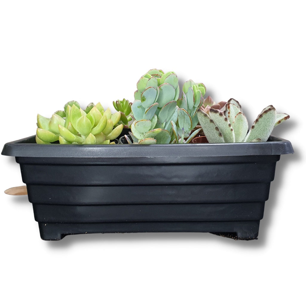 Mini Floreira Goyama em Plástico 20cm