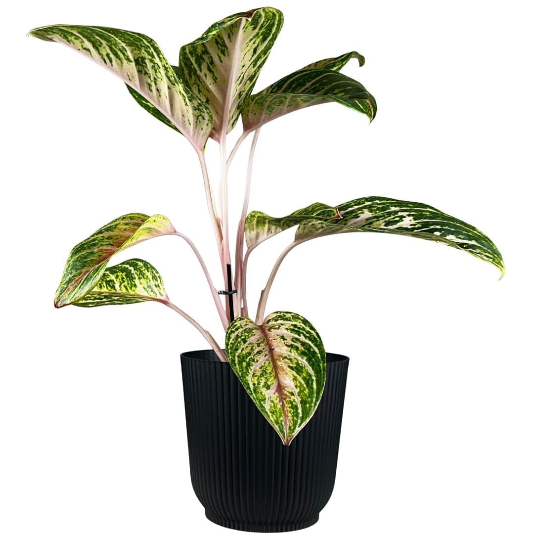 Kit 2 Vasos Cachepot Okla em Polipropileno