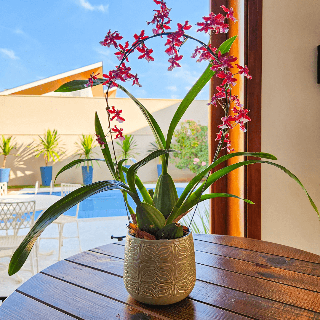 Vaso Cachepot de Porcelana - Importado da Holanda