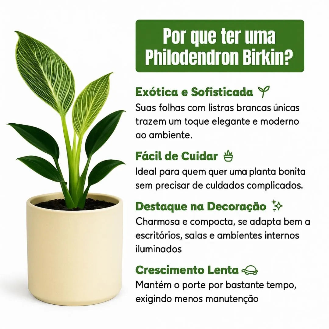 Muda de Philodendron Birkin