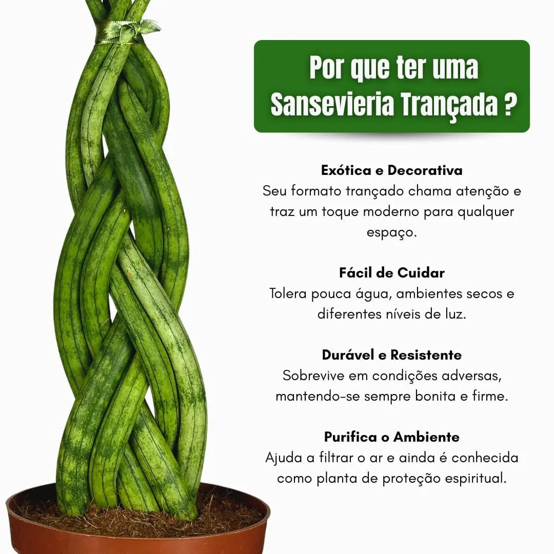 Muda Sansevieria 6 Dedos Trançada
