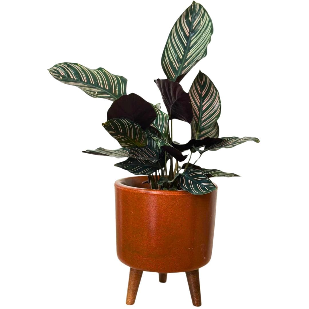 Mini Vaso Linha Doha 22cm com Tripé