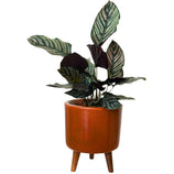 Mini Vaso Linha Doha 22cm com Tripé