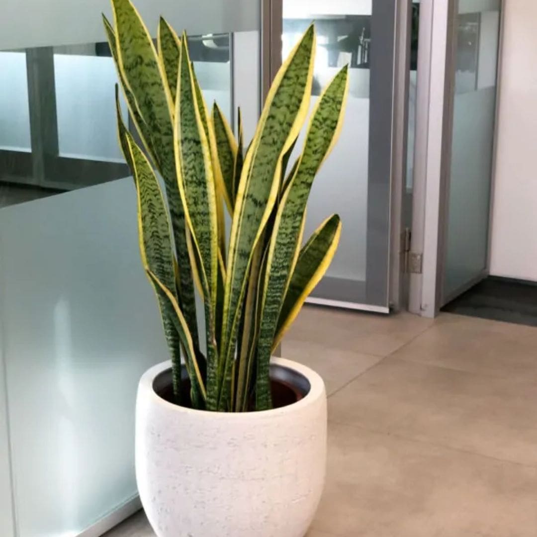 Muda Espada de São Jorge Variegata (Sansevieria trifasciata ‘Variegata’) - Pote 17