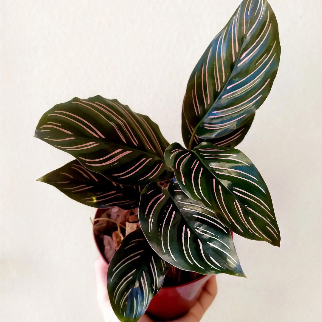 Muda Maranta Riscada (Calathea Ornata)
