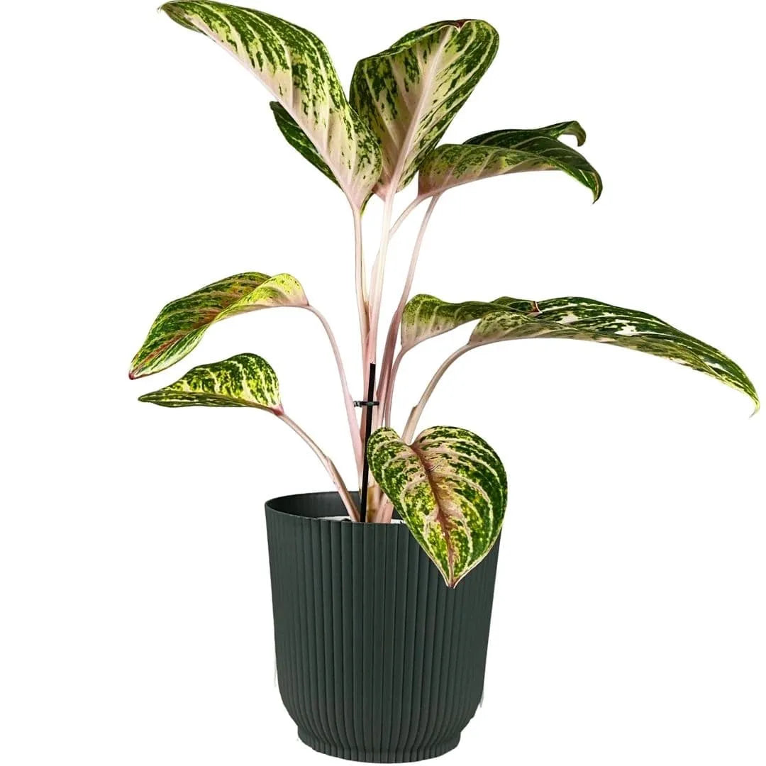 Vaso Cachepot Okla em Polipropileno 16x11cm