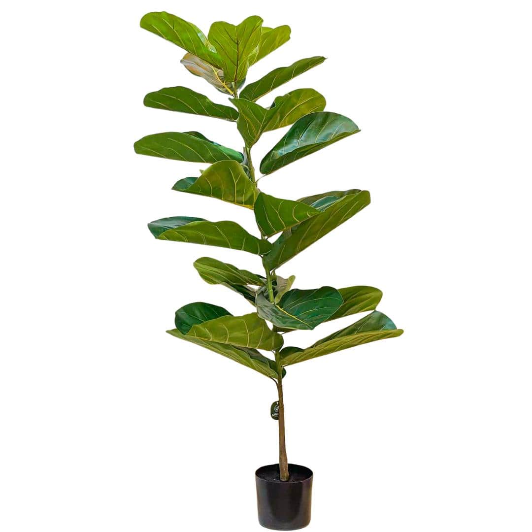 Planta Artificial Ficus Lyrata 1,5m