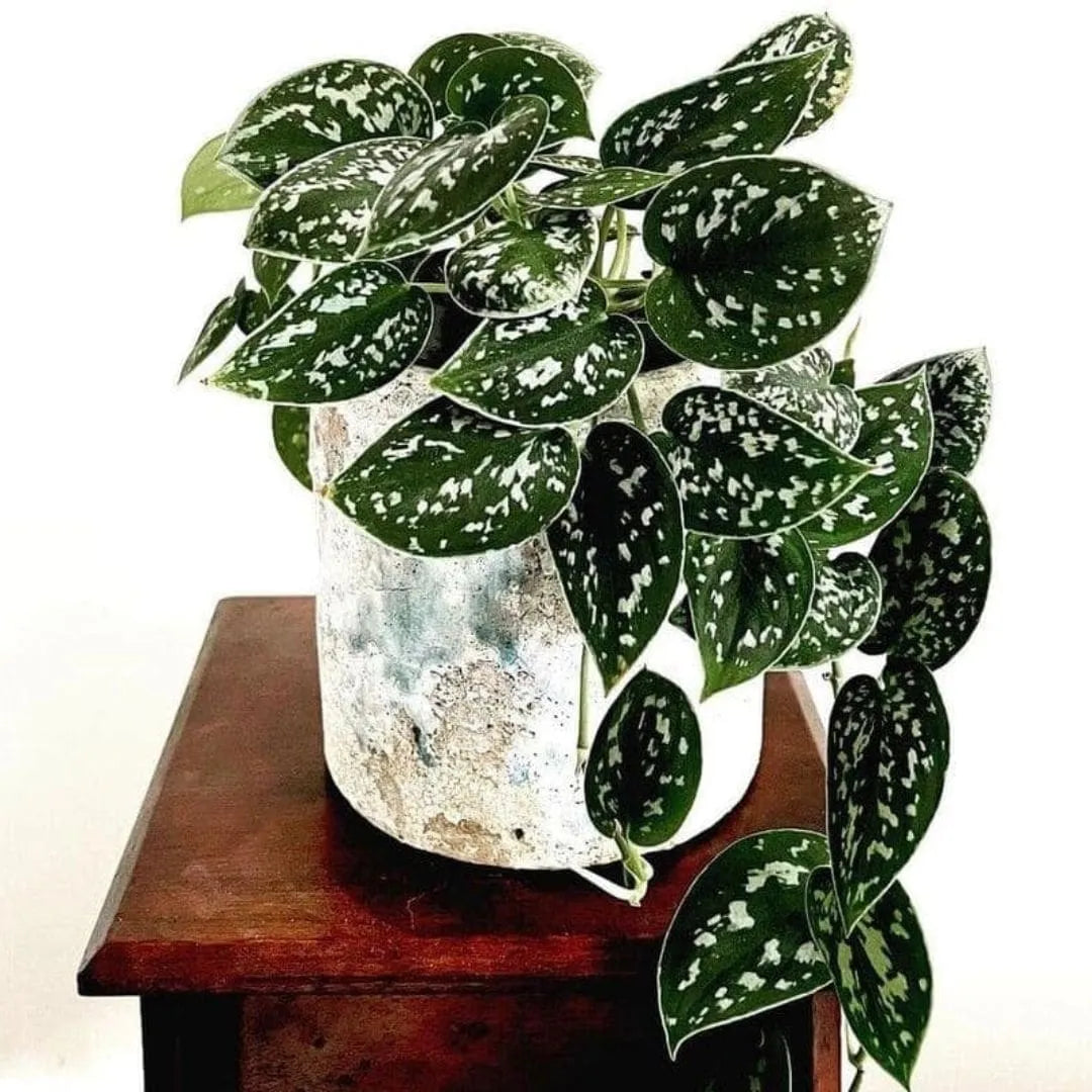 Muda Jibóia Prateada (Scindapsus pictus)