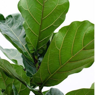 Muda Ficus Lyrata Bambino (Ficus lyrata)