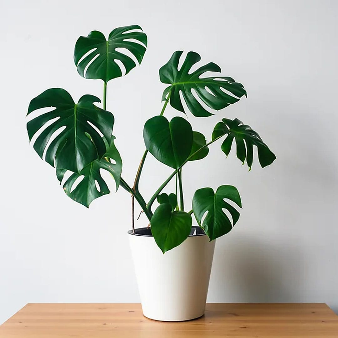Kit de Planta Natural com 4 Mudas para Decoração Interna