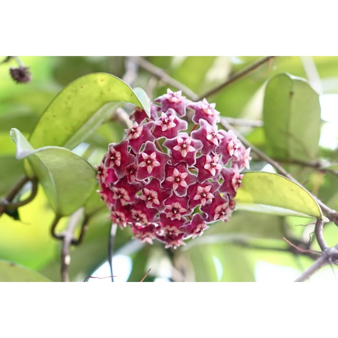 Kit de Planta Natural com 4 Mudas para Decoração Interna