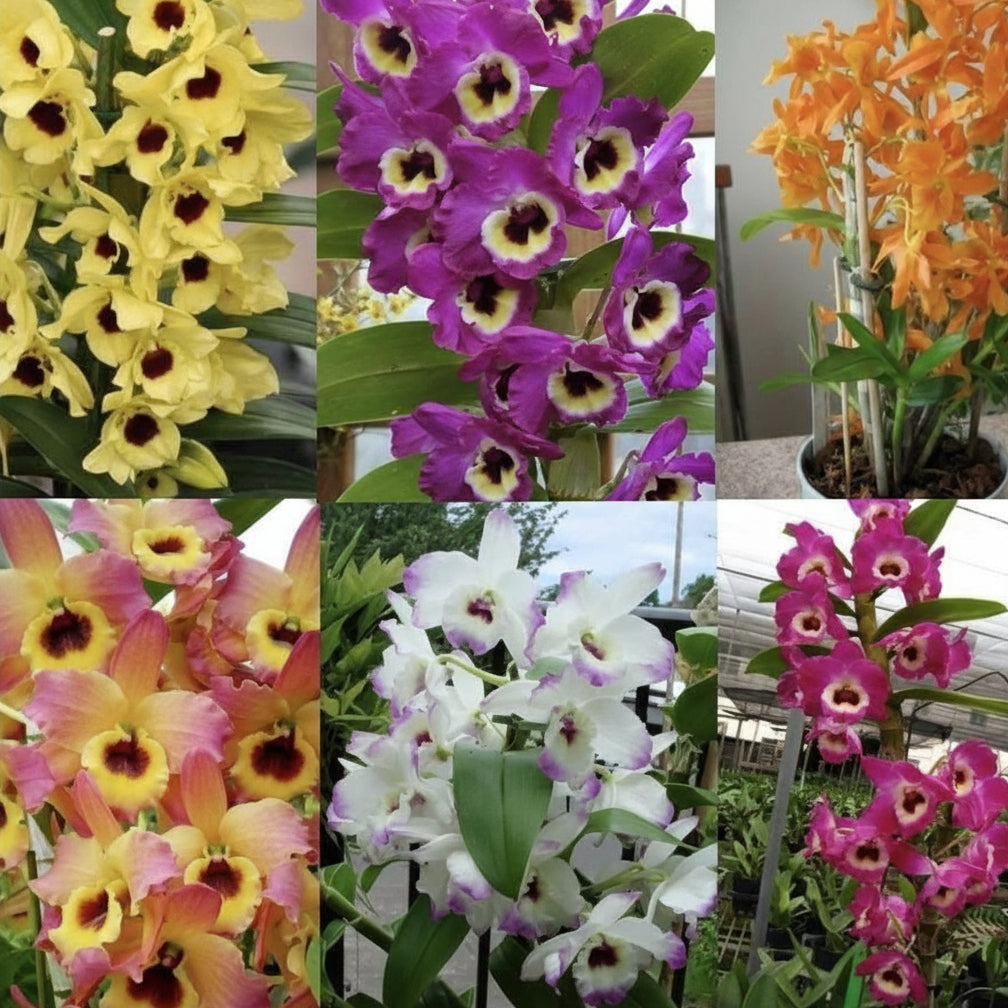 Substrato para Orquídeas Pinus, Carvão e Chips Coco 7kg