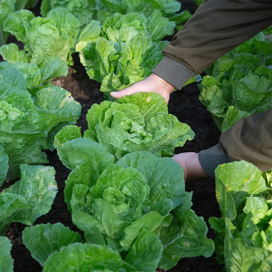 Forth Adubo para Hortaliças 3kg