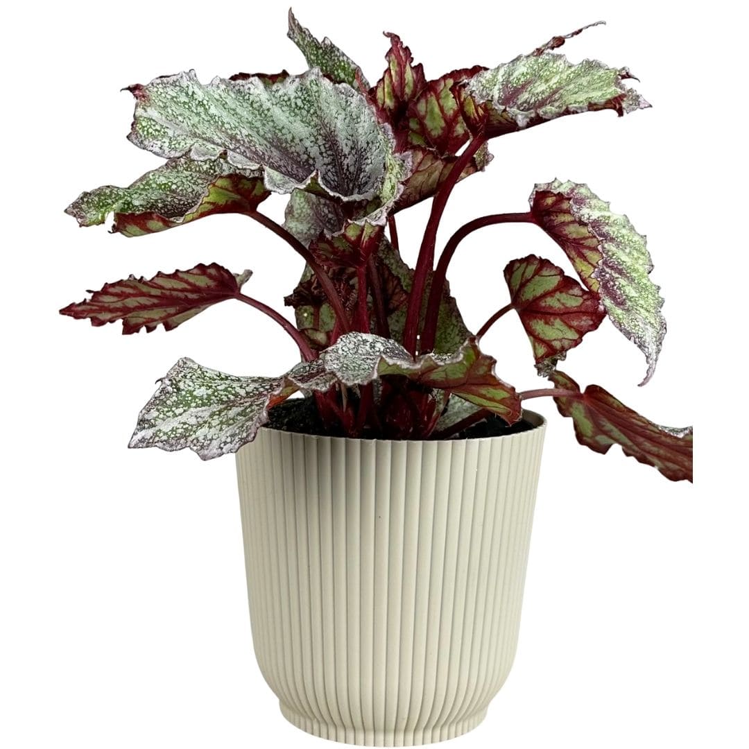 Kit 2 Vasos Cachepot Okla em Polipropileno