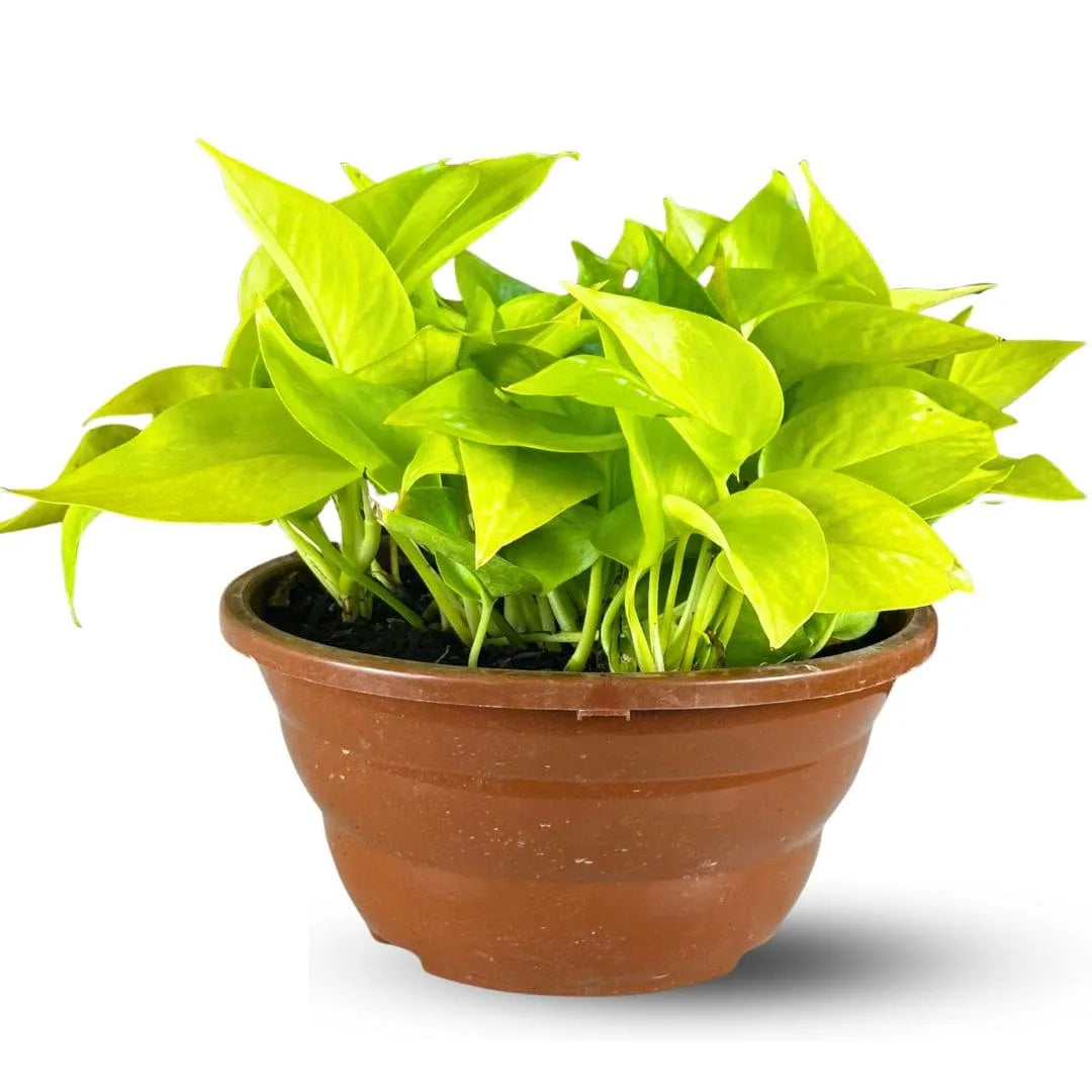 Muda Jiboia Amarela (Epipremnum aureum ‘Golden’)