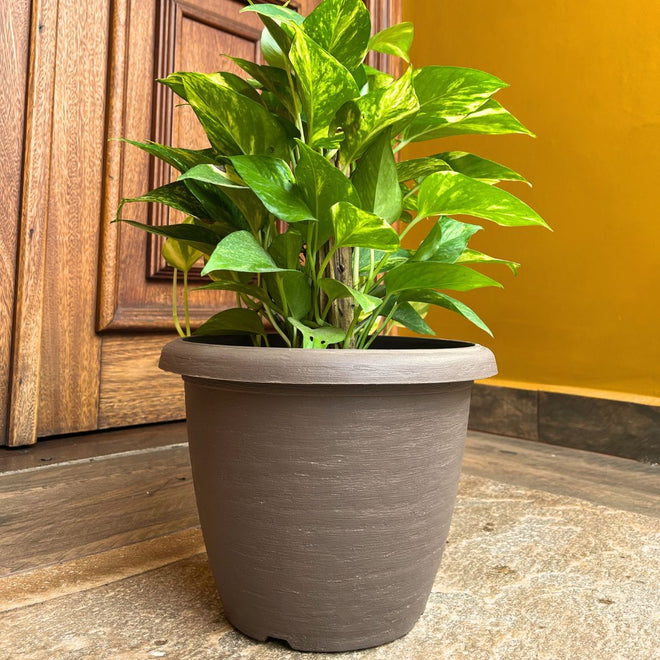 Vaso Redondo Linha Siena em Polipropileno