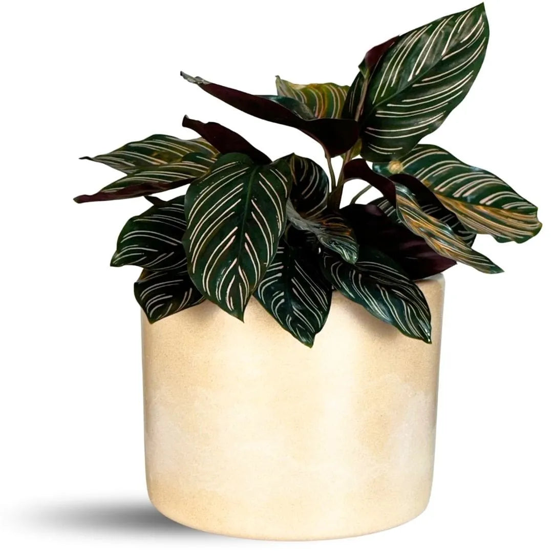 Vaso Decorativo Redondo Mini Doha 14x19cm