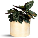 Vaso Decorativo Redondo Mini Doha 14x19cm