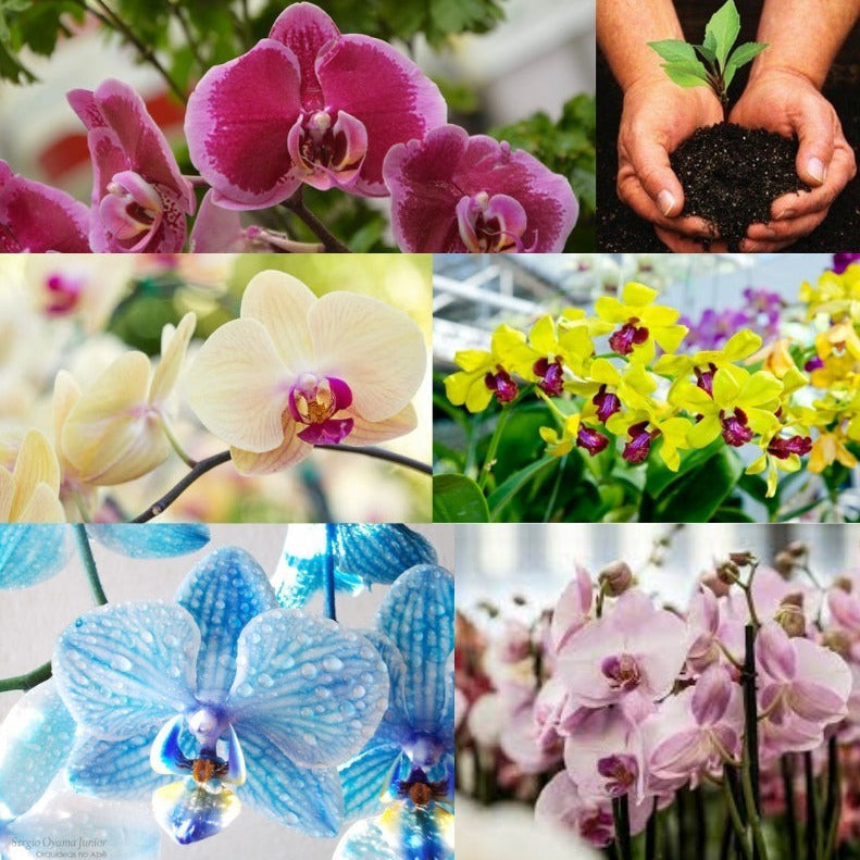 Substrato para Orquídeas Pinus, Carvão e Chips Coco 3kg