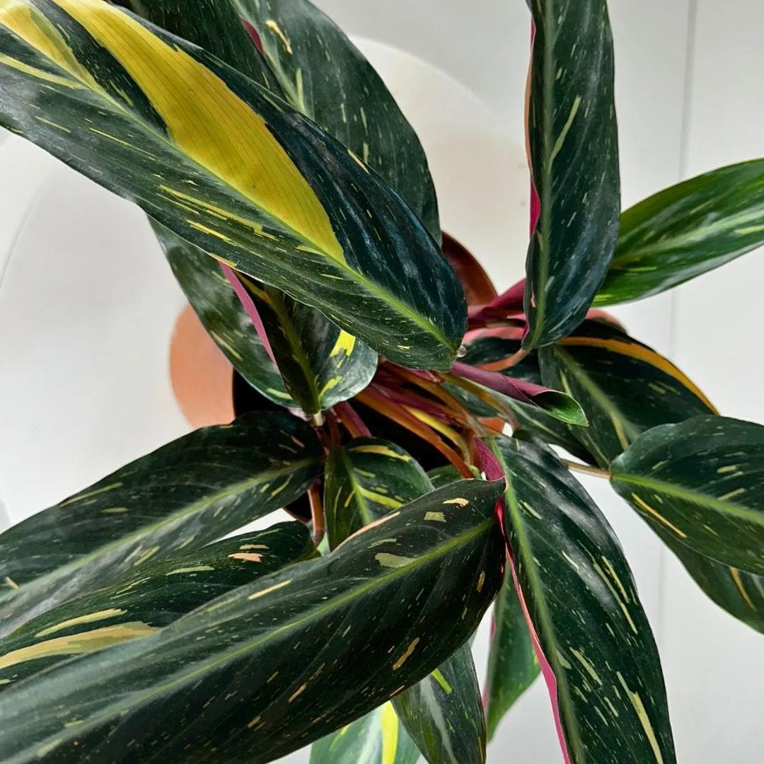 Muda Maranta Tricolor (Maranta leuconeura)