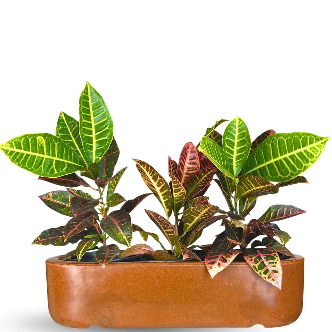 Jardineira Doha em Polietileno 50x17cm