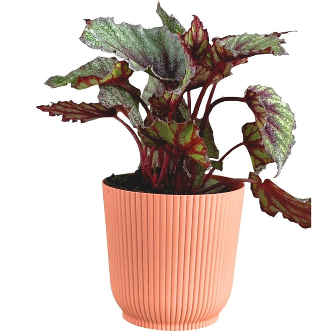 Vaso Cachepot Okla em Polipropileno 10x8cm