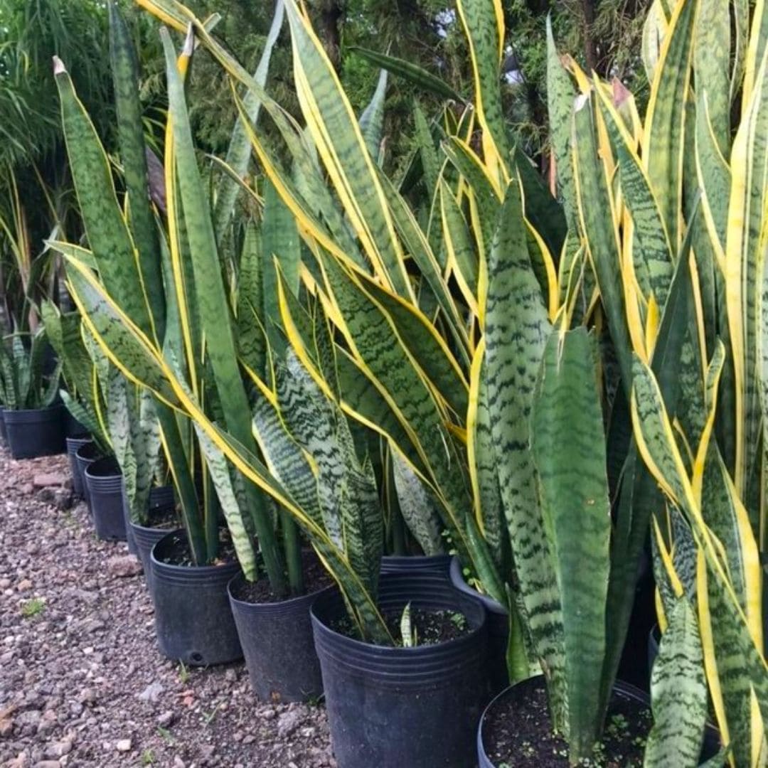Muda Espada de São Jorge Variegata (Sansevieria trifasciata ‘Variegata’) - Pote 17